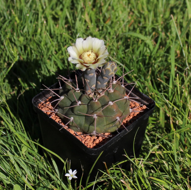 Gymnocalycium rhodantherum STO 511