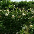 Crocus Rose #kwiaty #ogród #róże
