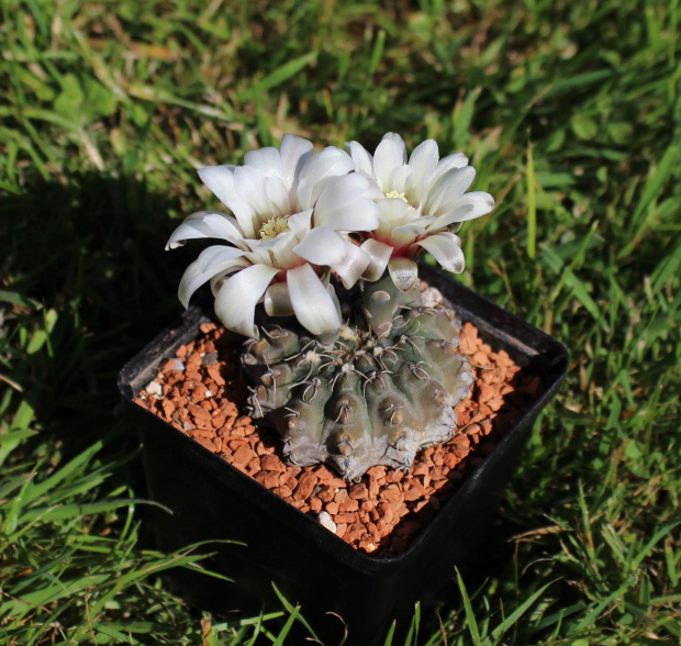 Gymnocalycium quehlianum