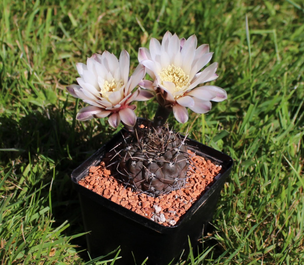 Gymnocalycium striglianum