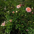 Abraham DArby