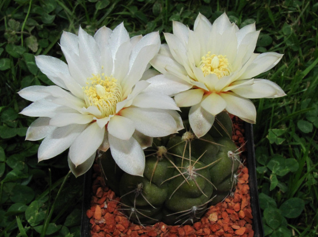 Gymnocalycium leptanthum