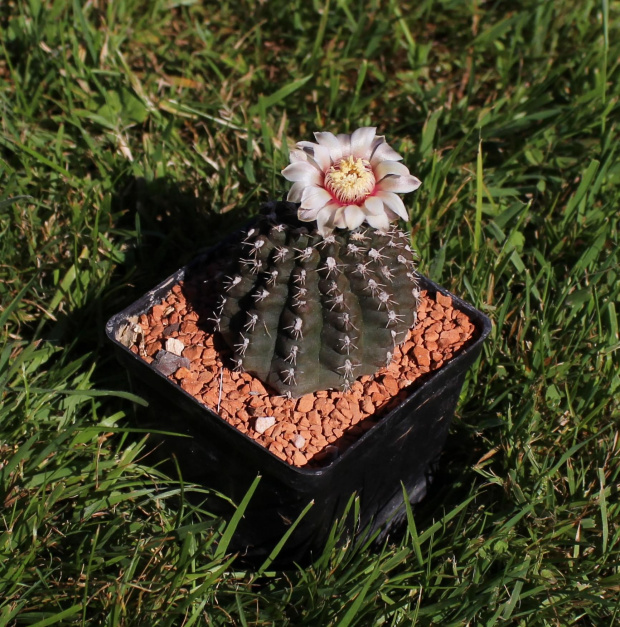 Gymnocalycium spec. BS 604/03