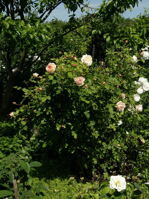 Crocus Rose #kwiaty #ogródek #róże