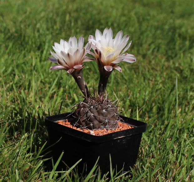 Gymnocalycium striglianum