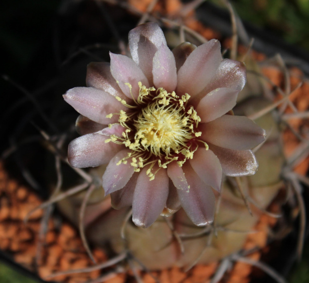 Gymnocalycium bozsingnianum v. longispinum