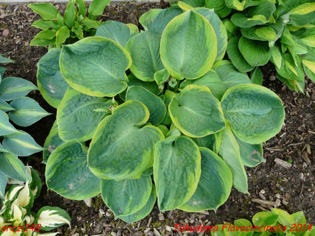 Hosta Tokudama Flavocircinalis