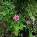 F.Pichard #kwiaty #ogród #róże