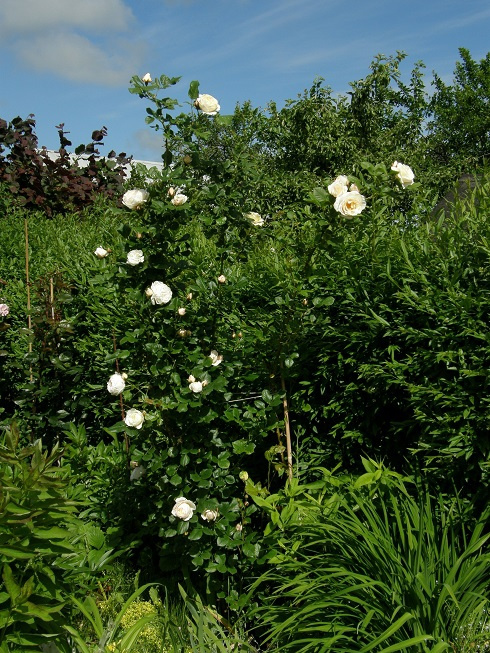 U.Kloster Rose #kwiaty #ogród #róże