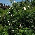 U.Kloster Rose #kwiaty #ogród #róże