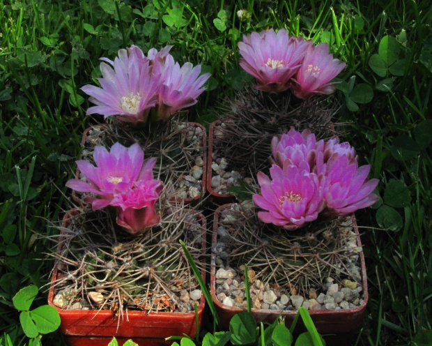 Gymnocalycium neuhuberii GN 77/363