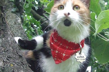 Lu #kot #koty #kwiatki #lilie