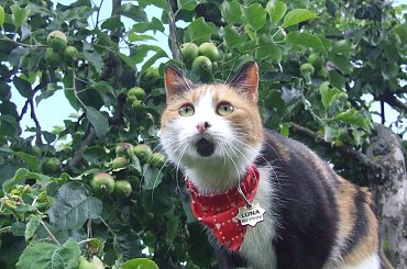 Lu #kot #koty #kwiatki #lilie