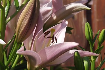 Lu #kot #koty #kwiatki #lilie