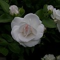 Aspiryn Rose #kwiaty #ogród #róże