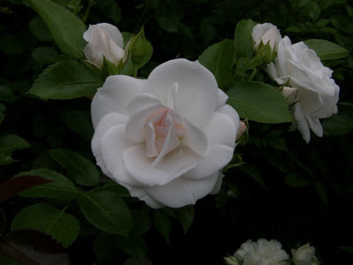 Aspiryn Rose #kwiaty #ogród #róże