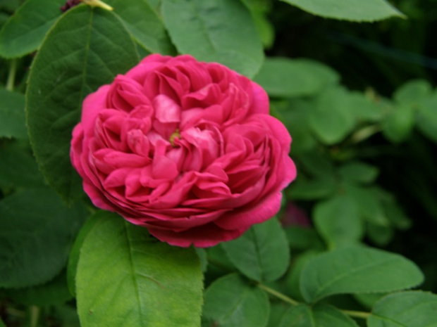 Rose de Resht #kwiaty #ogród #róże