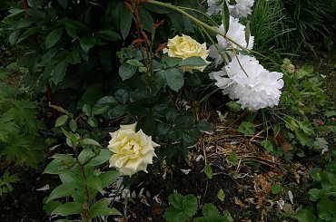 Kings Ransom #kwiaty #odród #róże