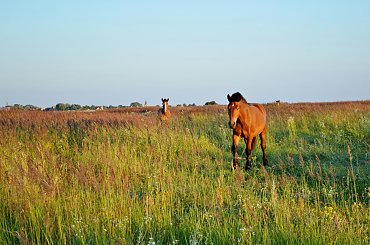 #koń #suwalki