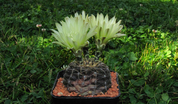 Gymnocalycium schroederianum v. bayense