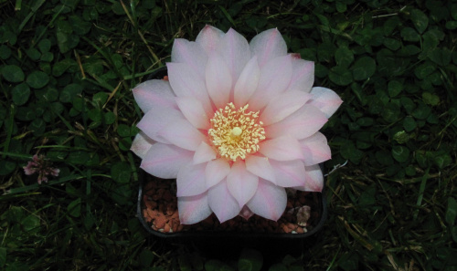 Gymnocalycium rosanthemum n.n.