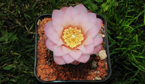 Gymnocalycium rosanthemum n.n.