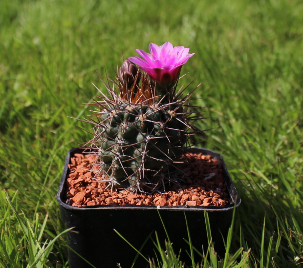 Gymnocalycium neuhuberii JO 779