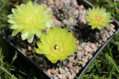 Gymnocalycium doppianum P 378