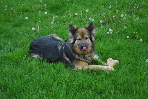 Brutus. A myśmy myśleli gdzie sie podział listonosz...