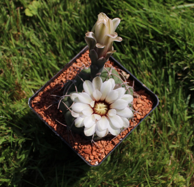 Gymnocalycium vatteri