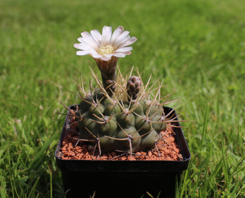 Gymnocalycium moserianum