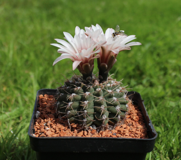 Gymnocalycium stellatum