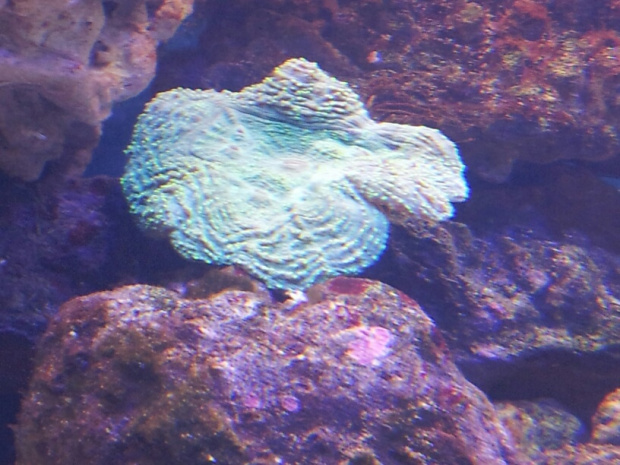 Koralowce