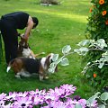 bassety