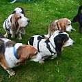 bassety