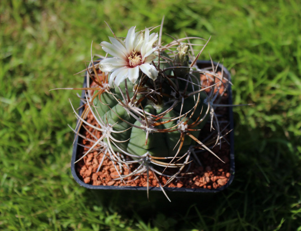 Gymnocalycium mazanense v. polycephalum