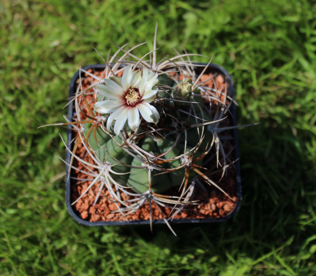 Gymnocalycium mazanense v. polycephalum