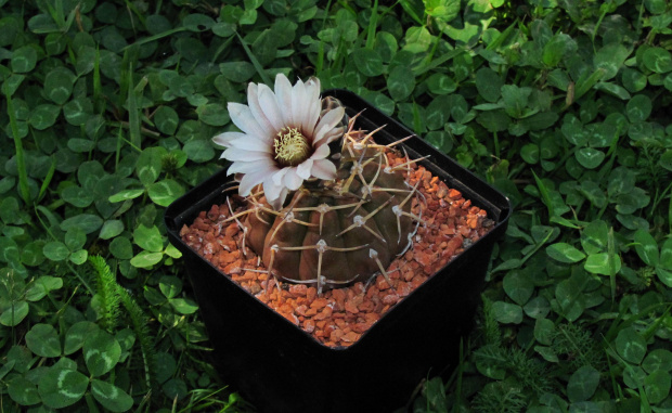 Gymnocalycium kolzeskyanum U 74