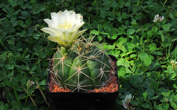 Gymnocalycium denudatum