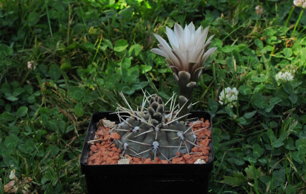 Gymnocalycium kieslingii v. castaneum LF 25