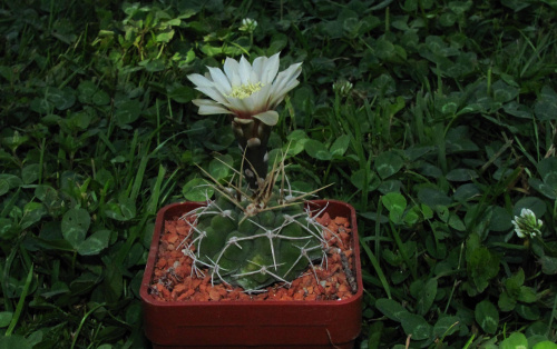 Gymnocalycium capillaense