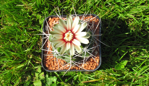 Gymnocalycium valnicekianum