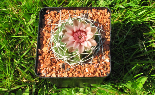 Gymnocalycium pugianacanthum VS 52