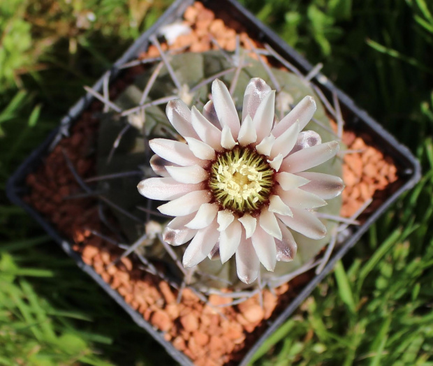 Gymnocalycium asterium