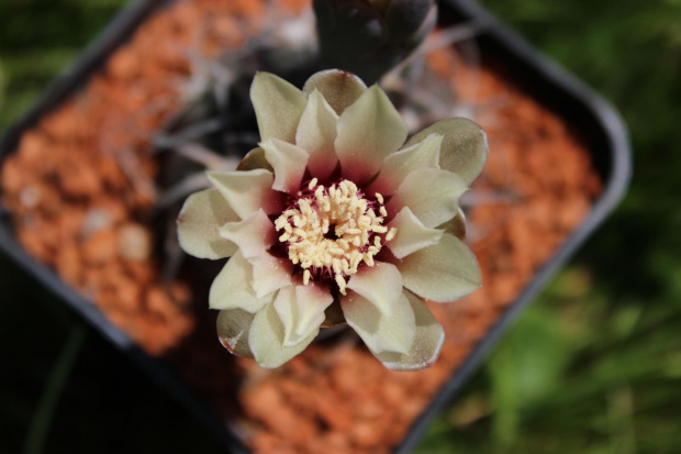 Gymnocalycium spegazzinii v. punillense LF 44