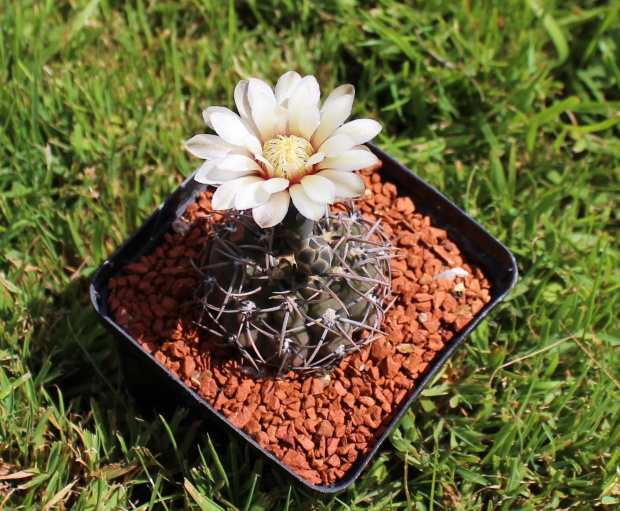 Gymnocalycium ochoterenae v cinereum GN 5-004