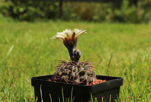 Gymnocalycium ochoterenae v cinereum GN 5-004