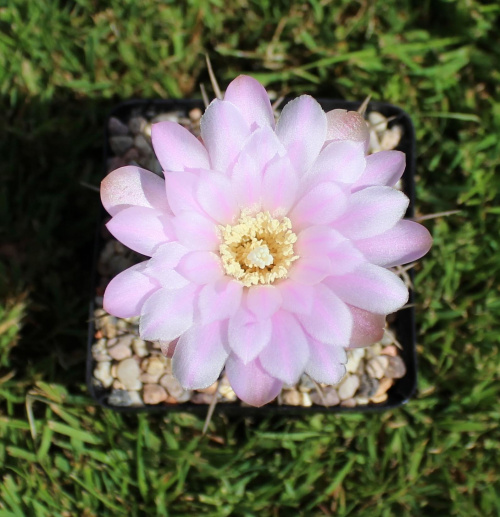 Gymnocalycium horridispinum