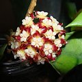 Hoya callistophylla