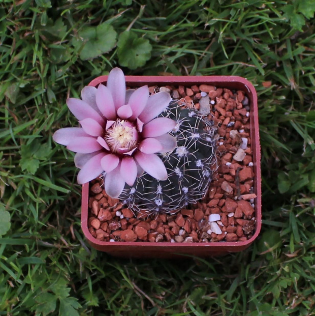 Gymnocalycium stellatum